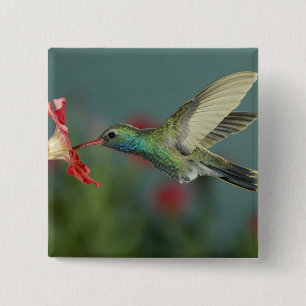 male feeding on Petunia, Madera Canyon, Arizona, 2 Inch Square Button