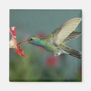 male feeding on Petunia, Madera Canyon, Arizona, Magnet