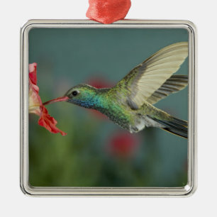 male feeding on Petunia, Madera Canyon, Arizona, Metal Ornament