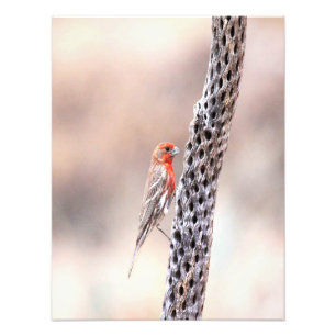 Male finch photo print