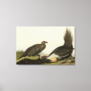 (Male Fowl) of the Plains Audubon Birds of America Canvas Print