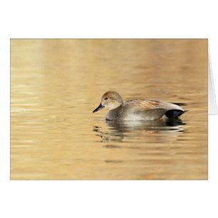 Male Gadwall