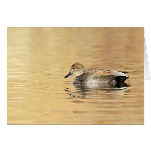 Male Gadwall (Front Horizontal)