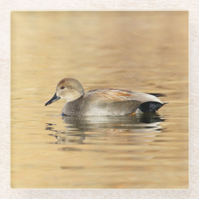 Male Gadwall Duck Glass Coaster (Front)