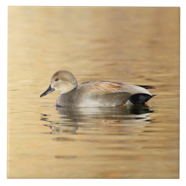 Male Gadwall Duck Tile (Front)