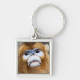 Male Golden Monkey Pygathrix roxellana, portrait Keychain