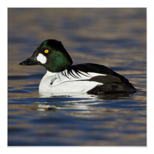 Male Goldeneye duck Poster (Front)