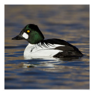 male Goldeneye Poster