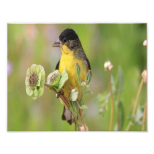 Male Goldfinch perched on flowers Photo Print