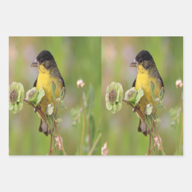 Male Goldfinch Wrapping Paper Sheet (Front 2)