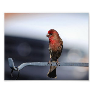 Male House Finch Photo Print
