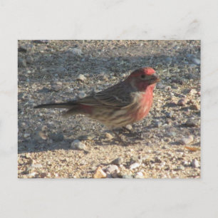 Male House Finch Postcard