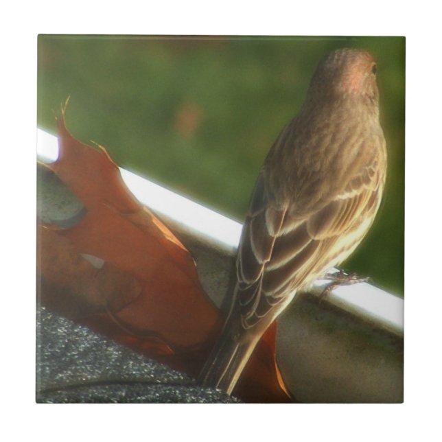 Male House Finch Tile (Front)
