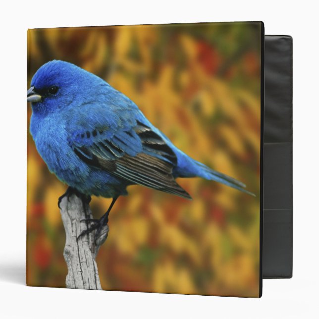 Male Indigo Bunting, Passerina cyanea Binder (Front/Inside)