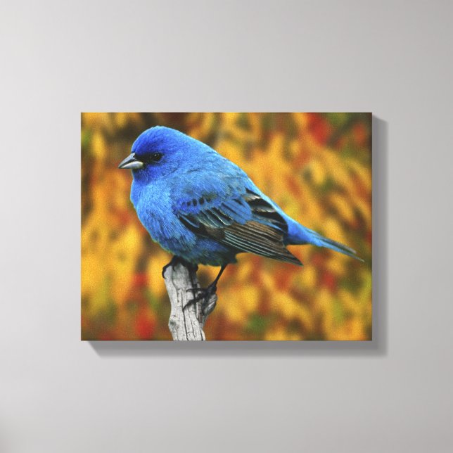 Male Indigo Bunting, Passerina cyanea Canvas Print (Front)