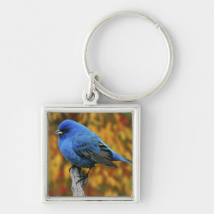 Male Indigo Bunting, Passerina cyanea Keychain