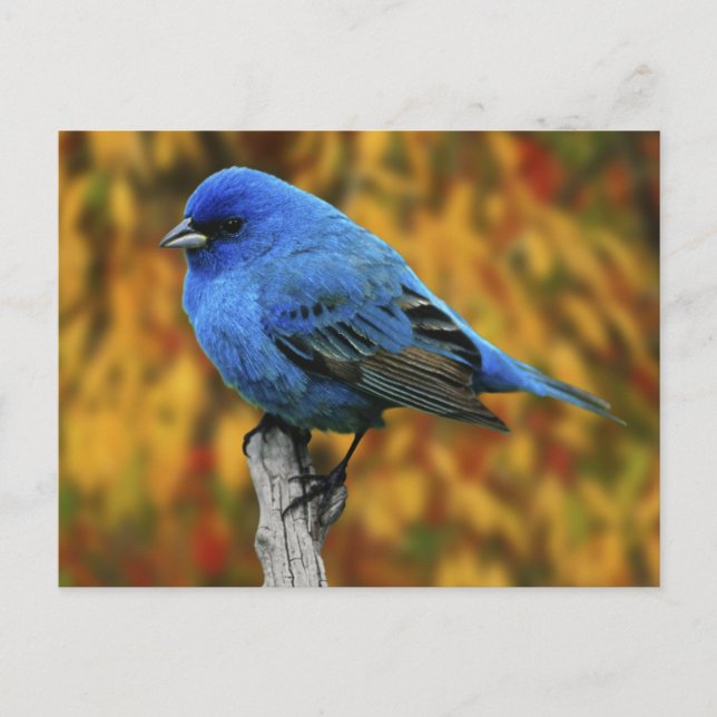 Male Indigo Bunting, Passerina cyanea Postcard (Front)