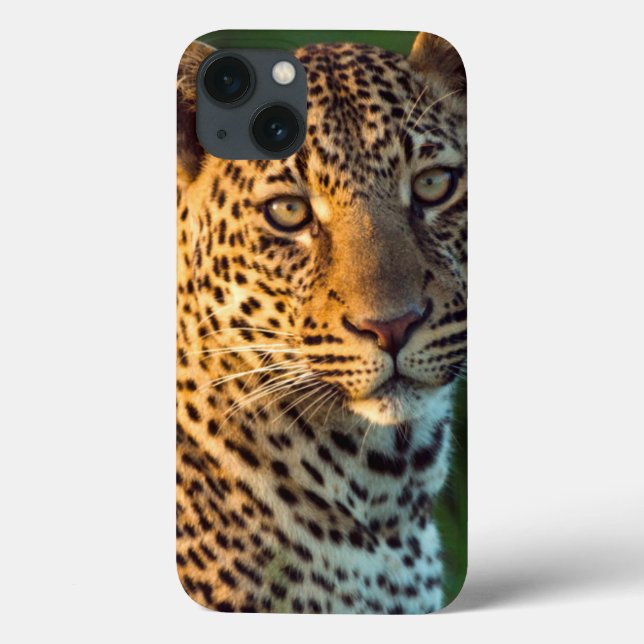 Male Leopard (Panthera Pardus) Full-Grown Cub Case-Mate iPhone Case (Back)