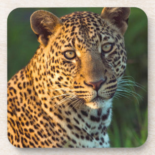 Male Leopard (Panthera Pardus) Full-Grown Cub Coaster