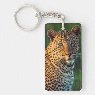 Male Leopard (Panthera Pardus) Full-Grown Cub Keychain