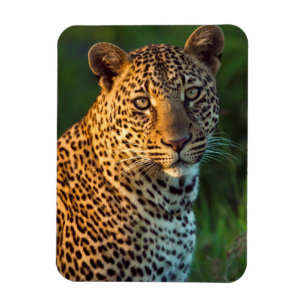 Male Leopard (Panthera Pardus) Full-Grown Cub Magnet