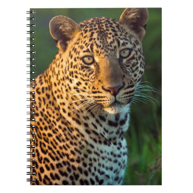 Male Leopard (Panthera Pardus) Full-Grown Cub Notebook (Front)