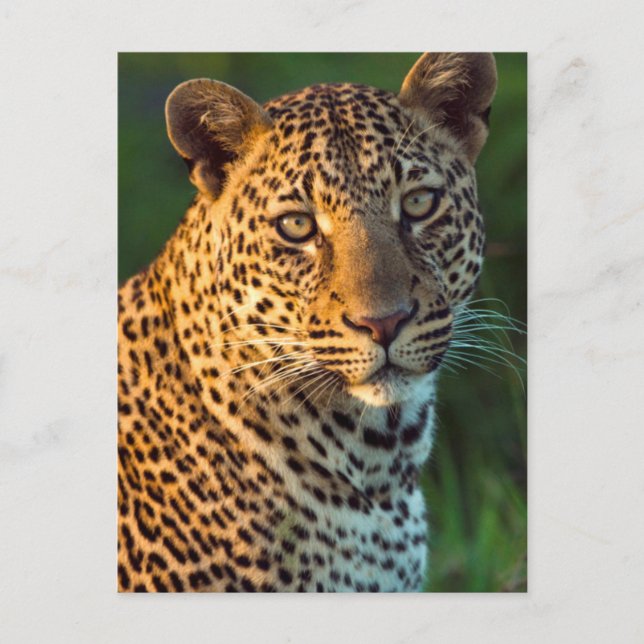 Male Leopard (Panthera Pardus) Full-Grown Cub Postcard (Front)