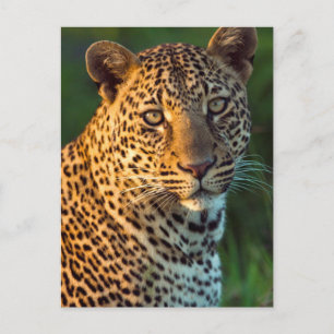 Male Leopard (Panthera Pardus) Full-Grown Cub Postcard