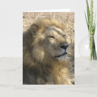 Male Lion Card