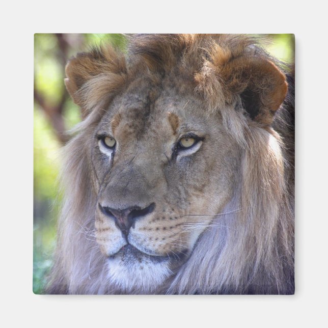 Male Lion headshot Magnet (Front)