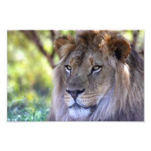 Male Lion headshot Photo Print