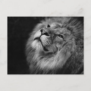 Male Lion in Black and White Close-up Photo Postcard