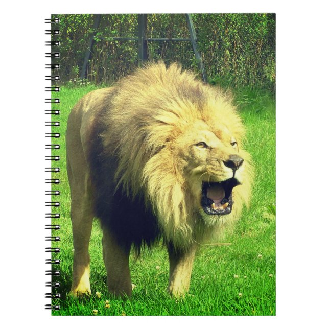 Male Lion Notebook (Front)