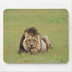 male lion, Panthera leo, cleaning itself, Mouse Pad