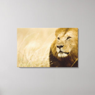 Male lion (Panthera leo) portrait, Masai Mara, Canvas Print