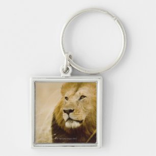 Male lion (Panthera leo) portrait, Masai Mara Keychain