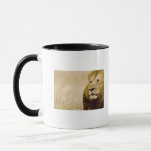 Male lion (Panthera leo) portrait, Masai Mara, Mug