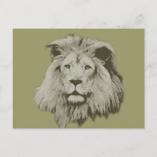 Male Lion Postcard