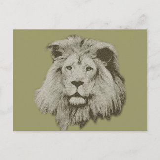 Male Lion Postcard