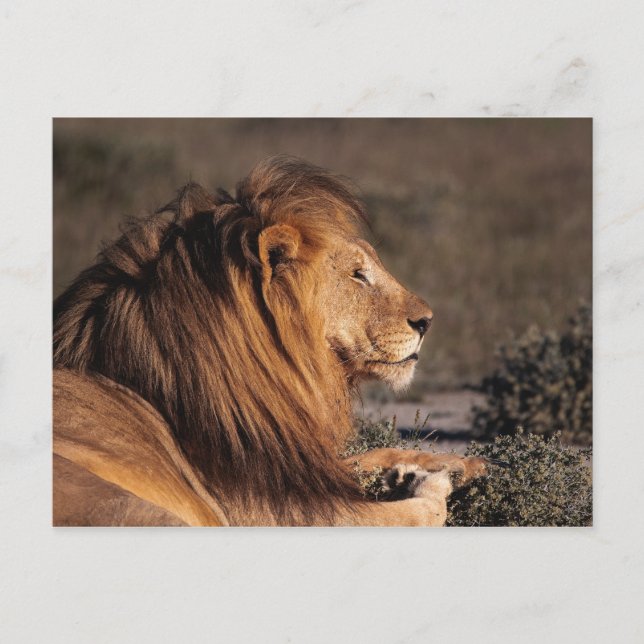 MALE LION - PROFILE POSTCARD (Front)
