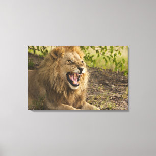 Male lion snarling (Panthera leo), Okavango Canvas Print