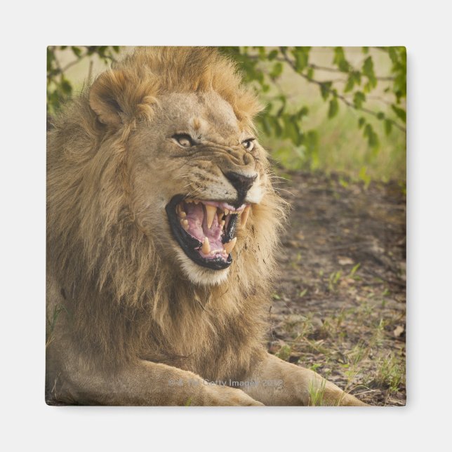Male lion snarling (Panthera leo), Okavango Magnet (Front)