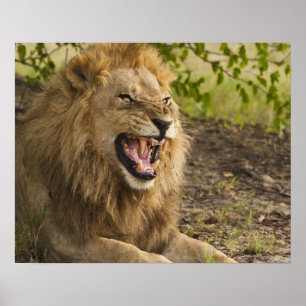 Male lion snarling (Panthera leo), Okavango Poster