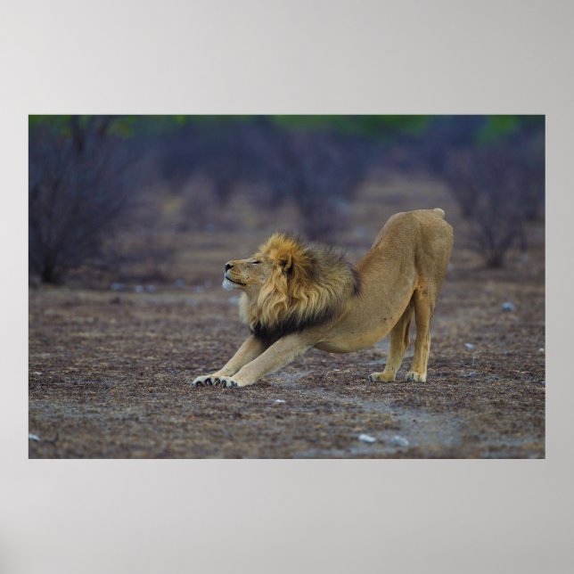 Male Lion Stretching Panthera Leo Yoga Poster (Front)