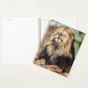 Male Lion Sunbathing Planner