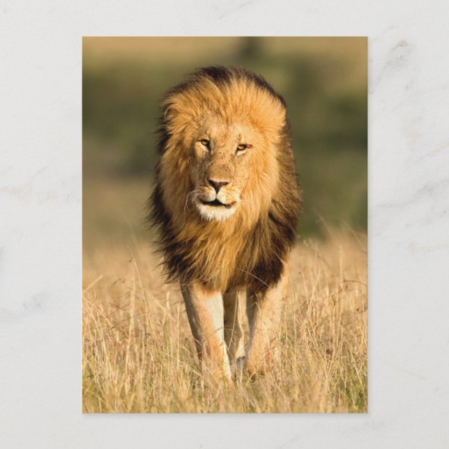 Male Lion Walking Postcard (Front)