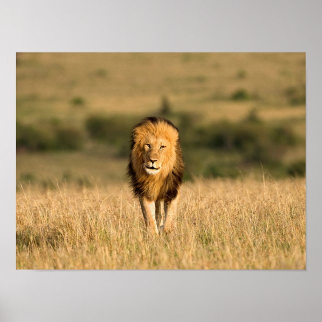 Male Lion Walking Poster (Front)