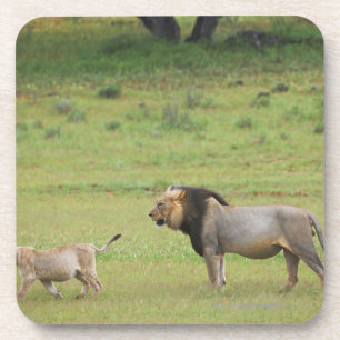 male lion with cub, Panthera leo, Kgalagadi Coaster