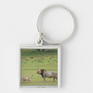 male lion with cub, Panthera leo, Kgalagadi Keychain