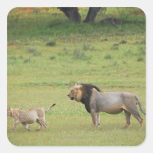 male lion with cub, Panthera leo, Kgalagadi Square Sticker